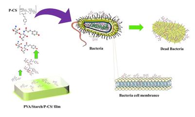 環(huán)境學(xué)院李少香教授團(tuán)隊在抗菌膜材料的制備研發(fā)方面取得重大進(jìn)展